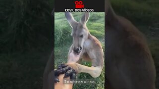esse canguru tá muito bombado