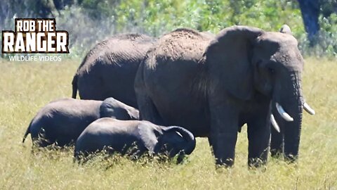 Elephant Herd On the Move | Maasai Mara Safari | Zebra Plains