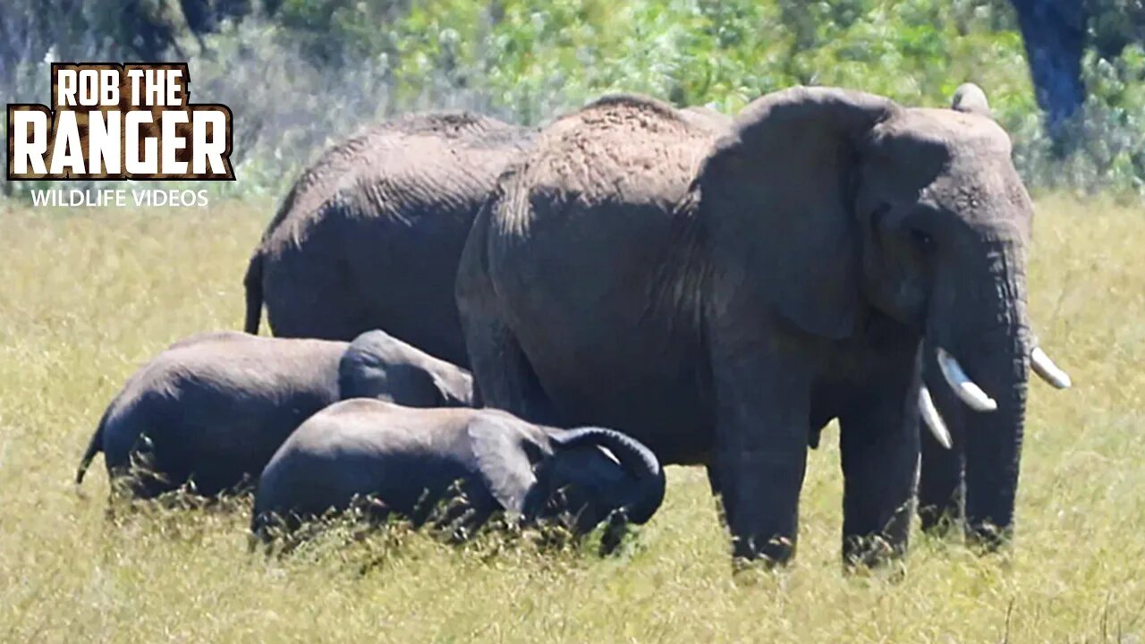 Elephant Herd On the Move | Maasai Mara Safari | Zebra Plains