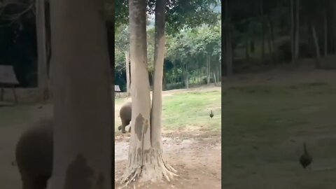 Baby elephant chasing rooster..🐓🐘💨😂😂