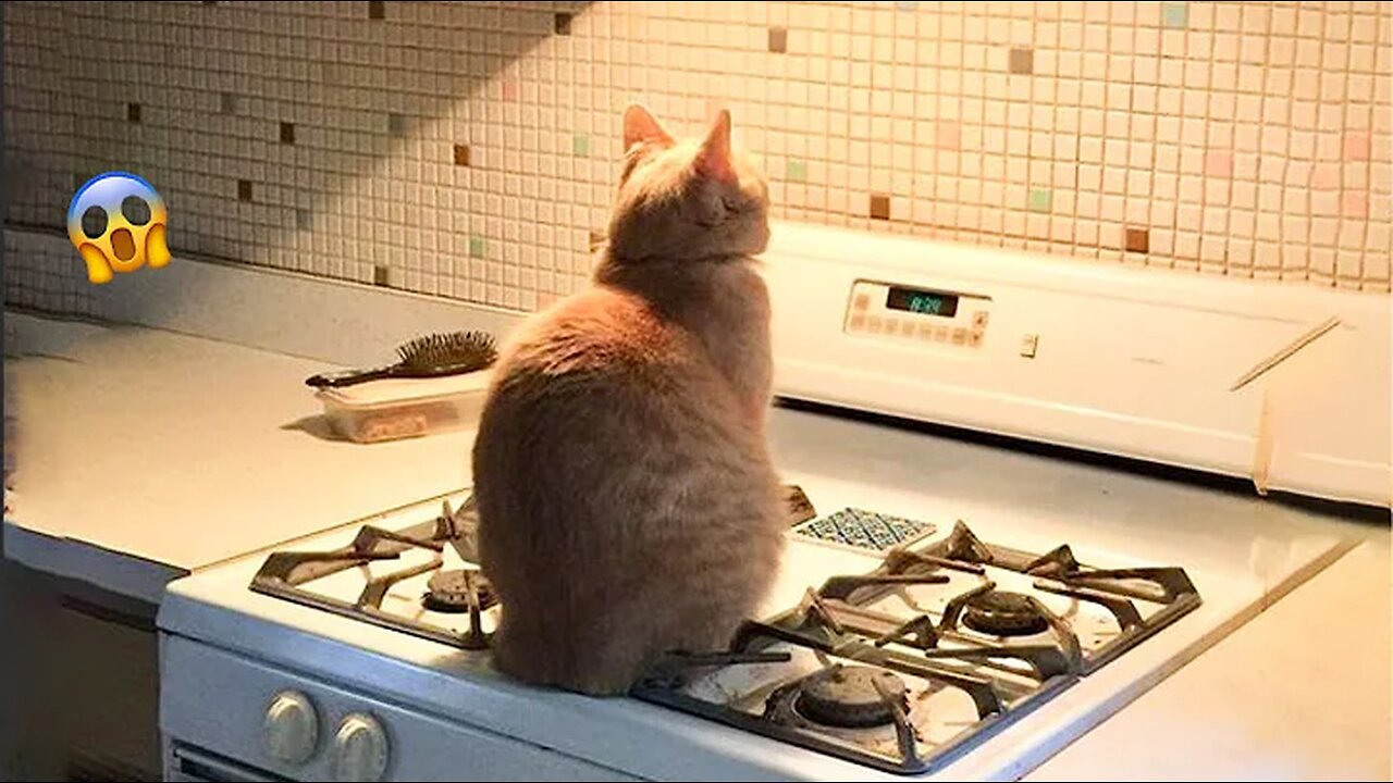 Funny Cats Compilation Try not for laughπππ!