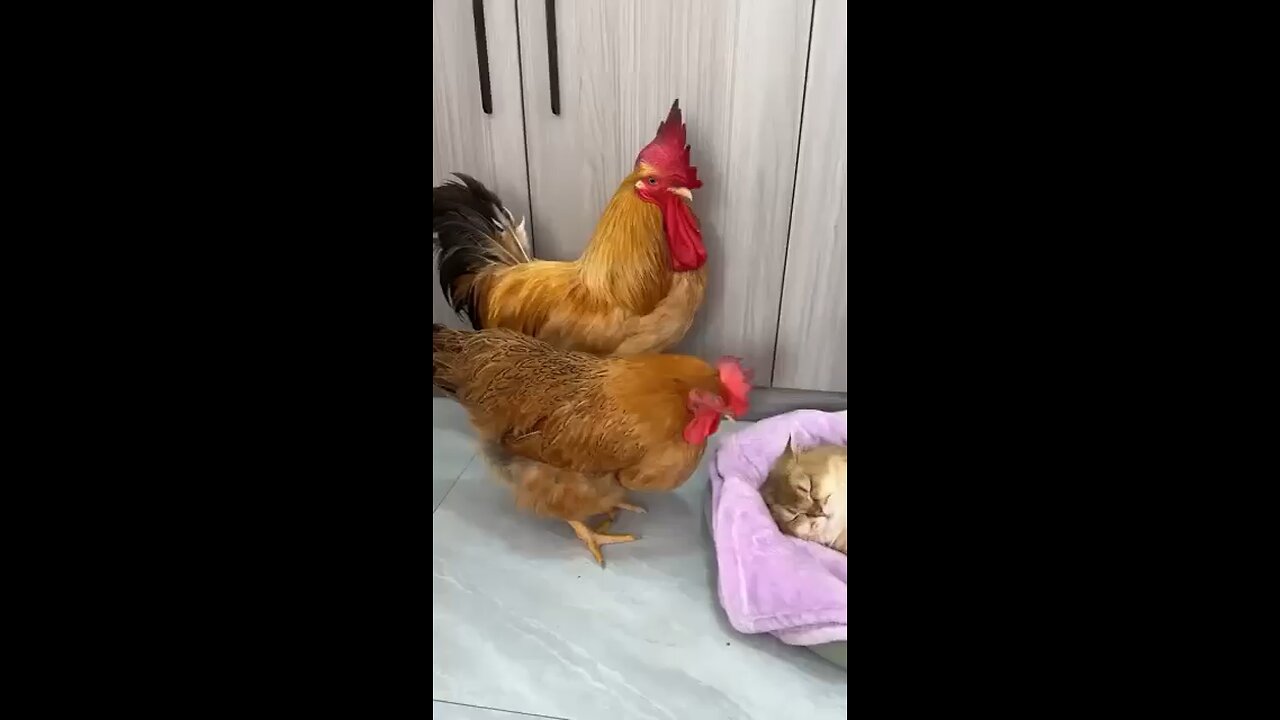 Hen and cat play funny animals