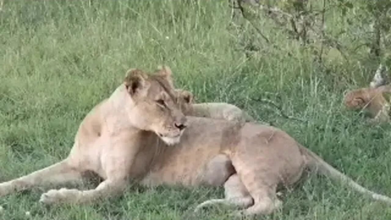 Fig Tree Lion Pride Interactions | Streamed Live From Zebra Plains Mara Camp | Zebra Plains