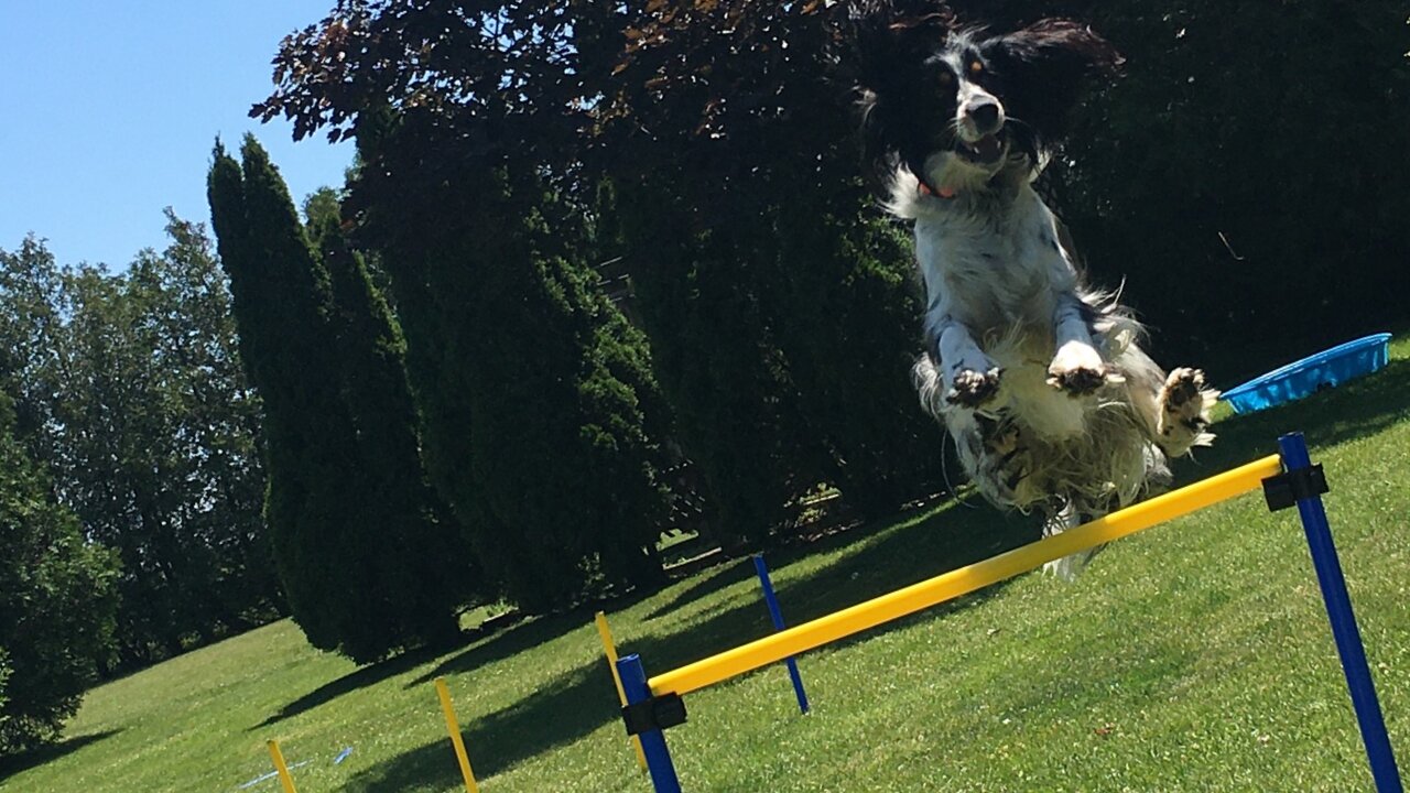 Hyper dog flies through the course