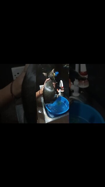 Cat bath and towel. #catvideos