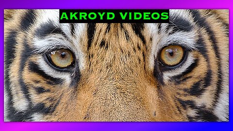 SURVIVOR - EYE OF THE TIGER - BY AKROYD VIDEOS