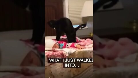 Ohhh noooo 🤣get this viral | #shorts | #viral | #funnycats | #subscribe