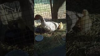 Muscovy and her ducklings