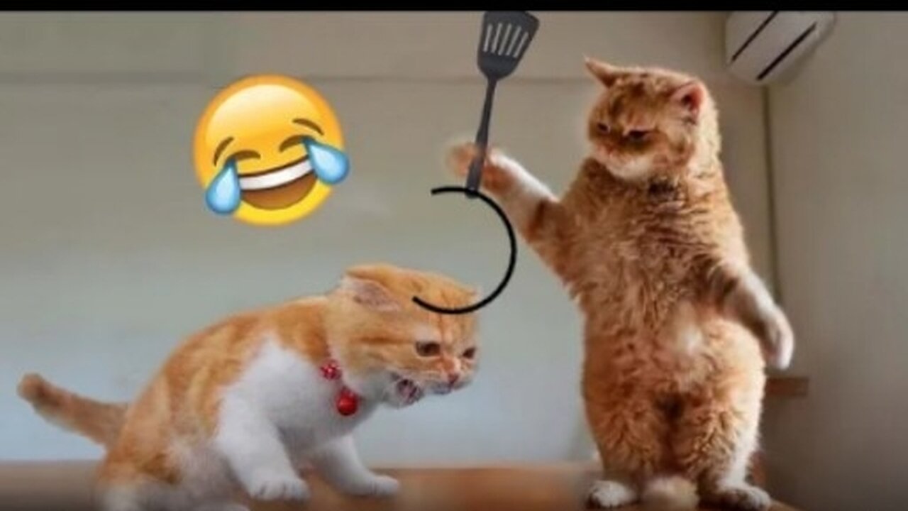 Cat funny videos | Cat videos Cat cartoon Cat meowing Cat voice Cat dance Cat cat