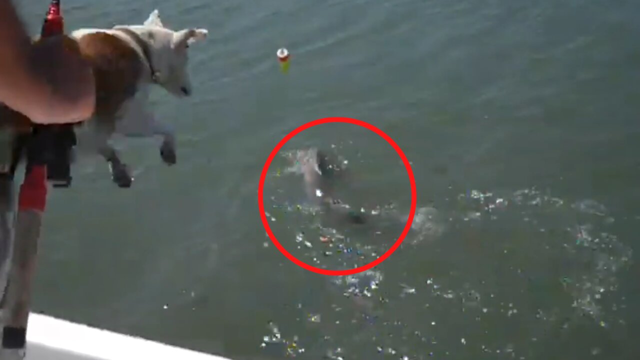 Dog Jumps Off Boat To Protect Owner From Shark