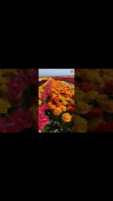 That's Netherlands #Livesty #ytshorts #Luxury #Nature #viral #viral2022 #trending #trending2022