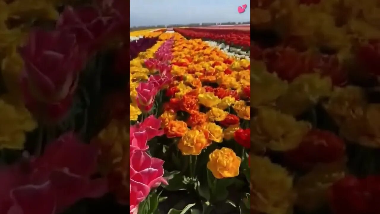 That's Netherlands #Livesty #ytshorts #Luxury #Nature #viral #viral2022 #trending #trending2022