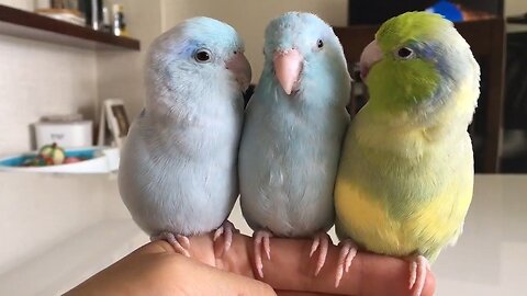 FUNNY AND CUTE PARROTS - TRY NOT TO LAUGH!! ❤️🦜