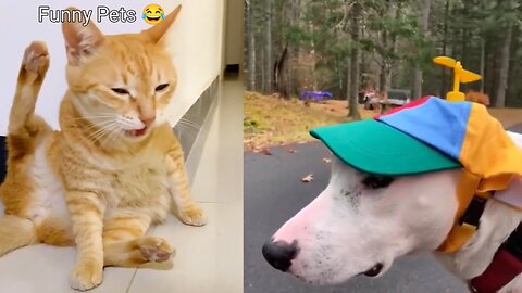 Funny animal videos|Cute animal videos |Funny dog&cat videos|Hilarious pet videos|funny video