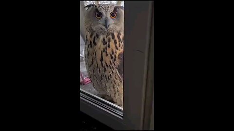 funny videos