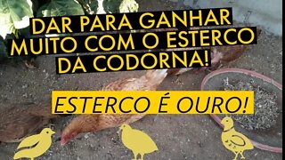 VEJA O QUE FAZER COM O ESTERCO DA CODORNA / VIVER DE CODORNA