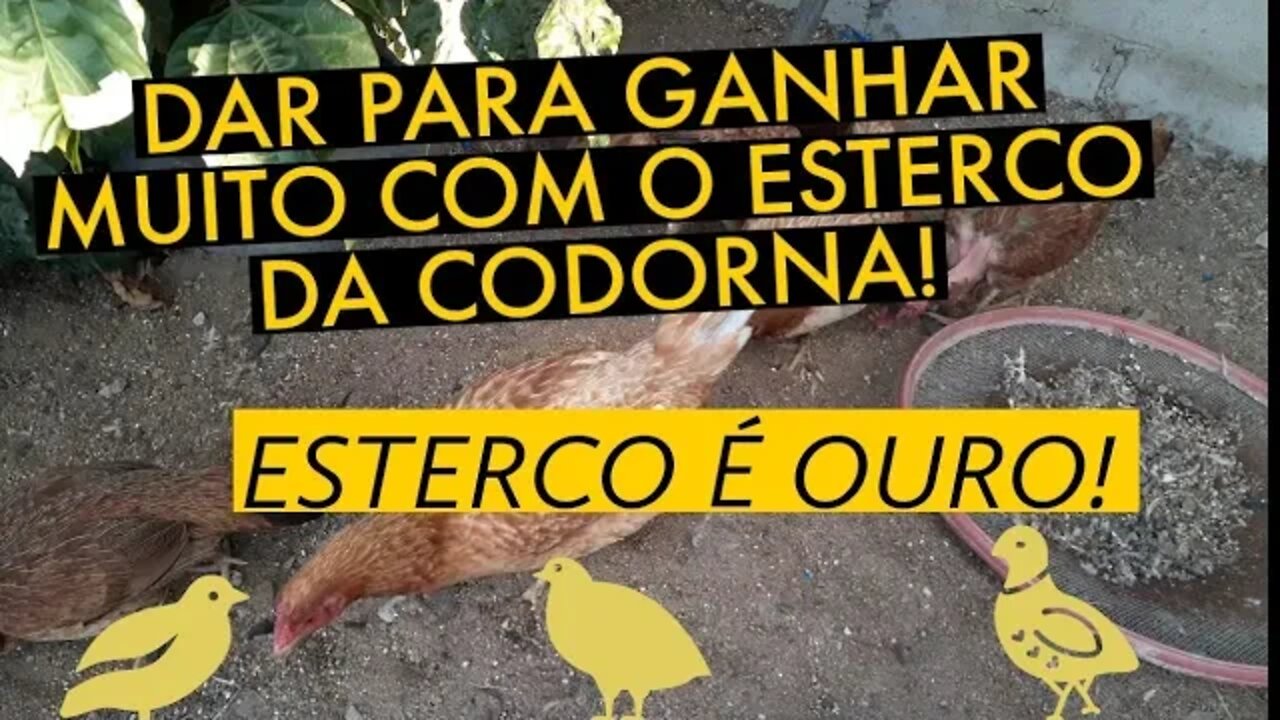 VEJA O QUE FAZER COM O ESTERCO DA CODORNA / VIVER DE CODORNA