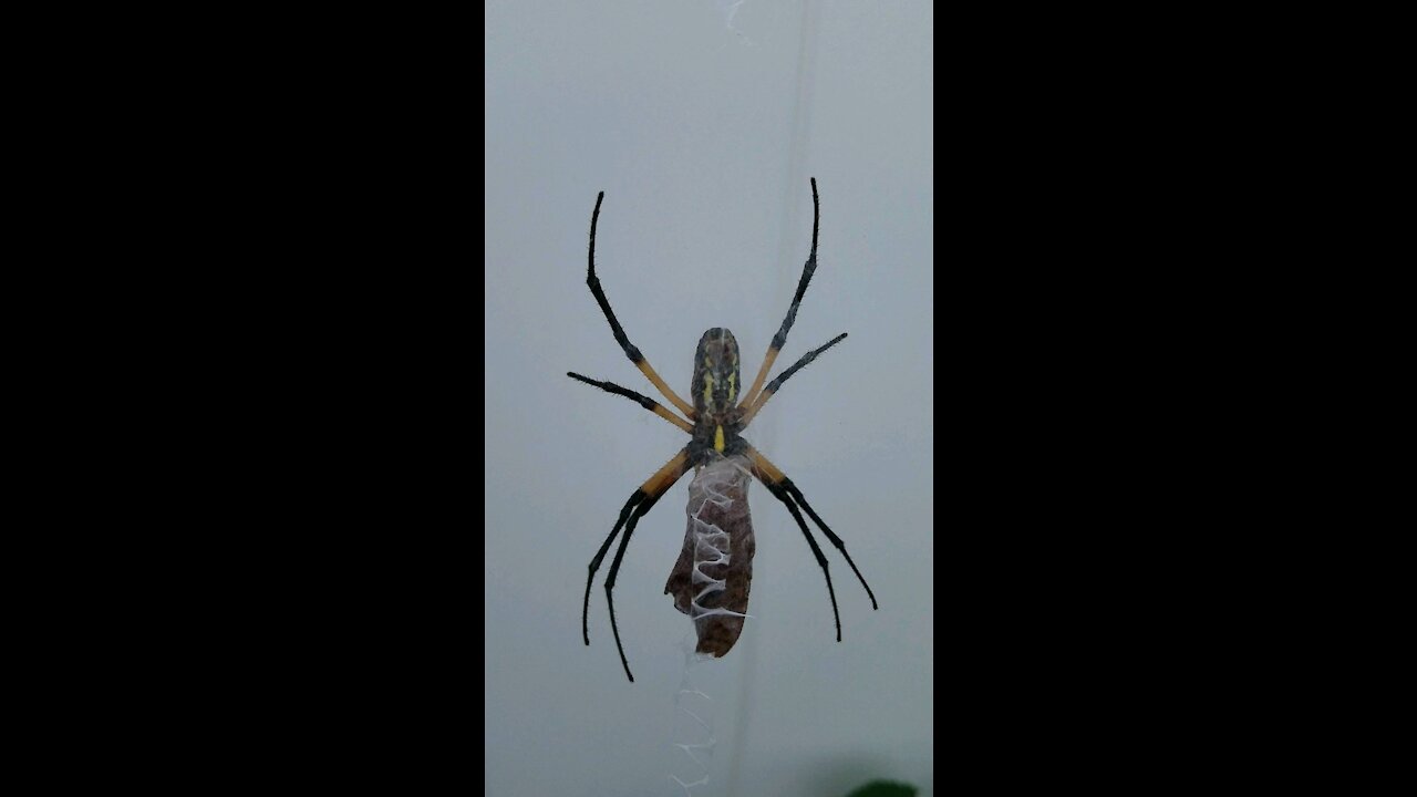 Giant spider eating a moth