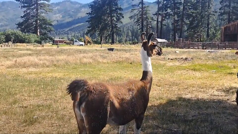 RV Living: Boondocking at Alpaca Farm
