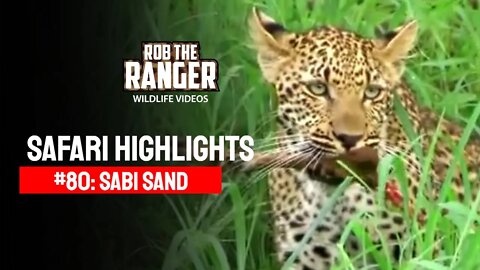 Safari Highlights #80: 04 - 08 January 2011 | Sabi Sand Nature Reserve | Latest Wildlife Sightings