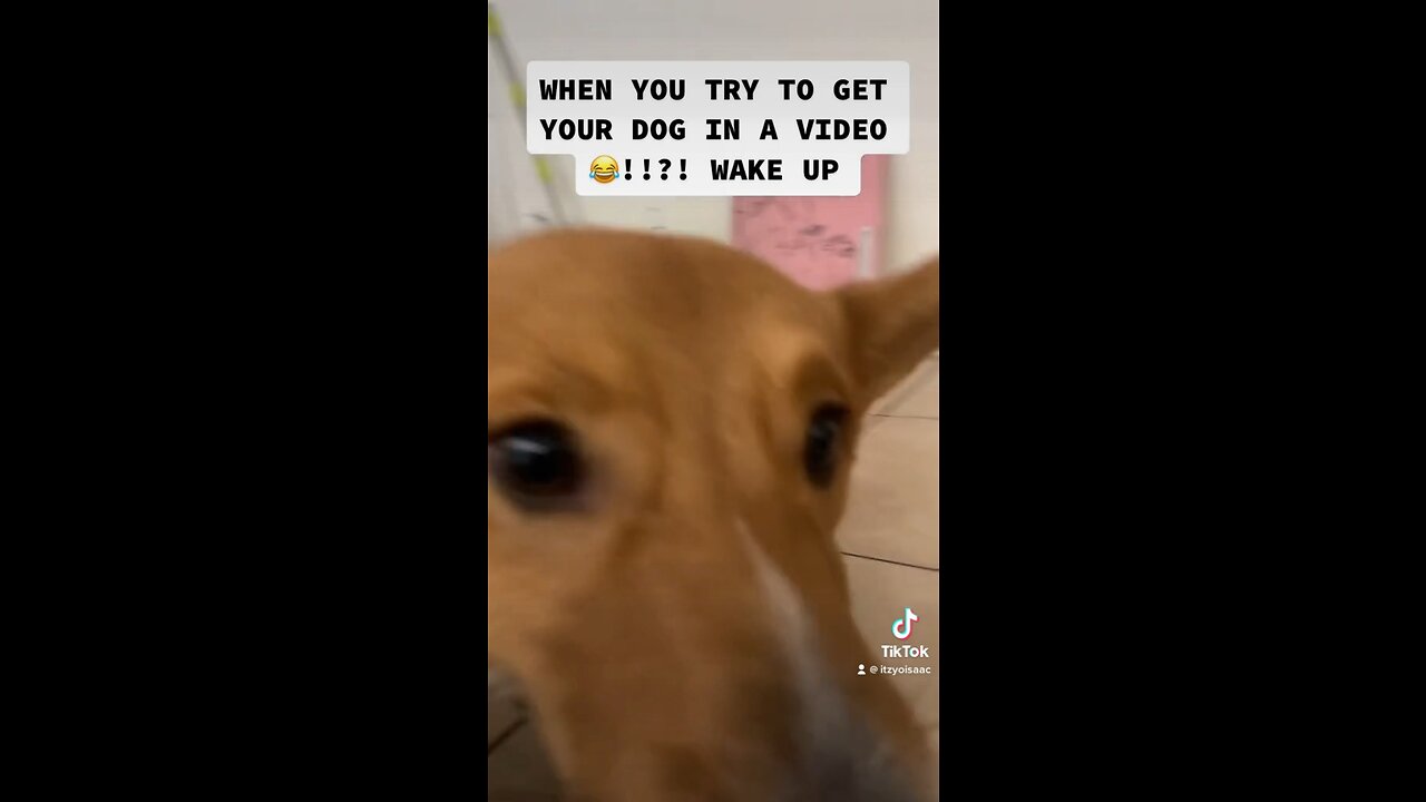 HOW TO GET YOUR CORGI TO DO TRICKS AND THIS HAPPEN 🤯🤯