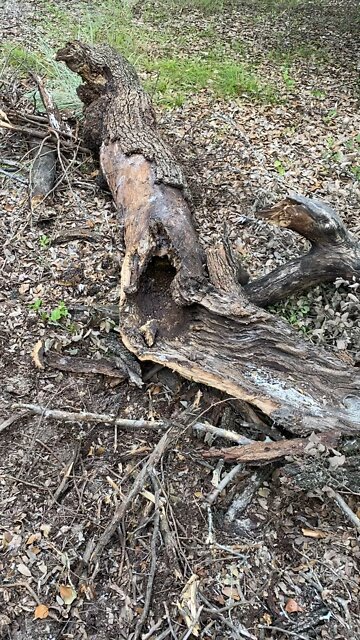 Clear Creek Limb Hive found, nearly crushed and pushed into burn pile. Rescued by me :)
