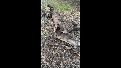 Clear Creek Limb Hive found, nearly crushed and pushed into burn pile. Rescued by me :)