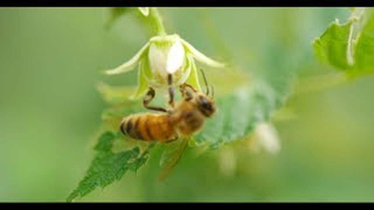 HONEY BEES 96fps IN 4K (ULTRA HD)