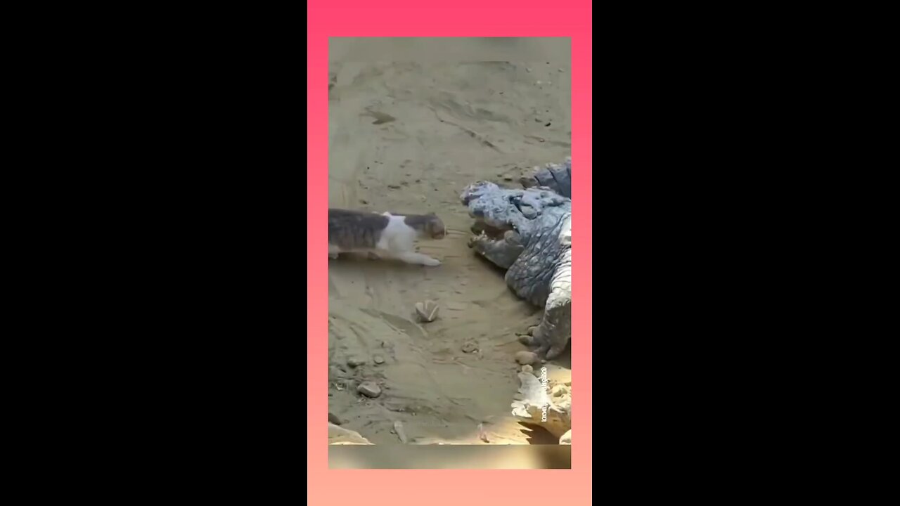 Cat master