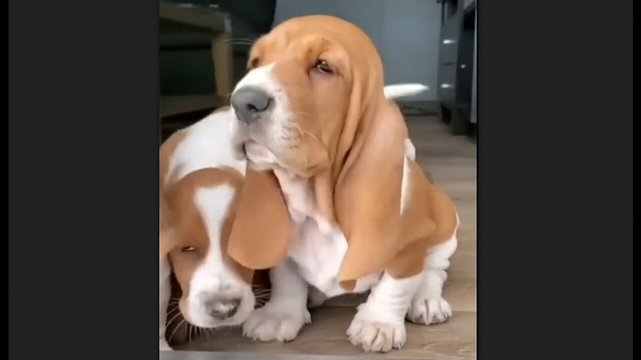 Basset Hound Pups - HaloRock