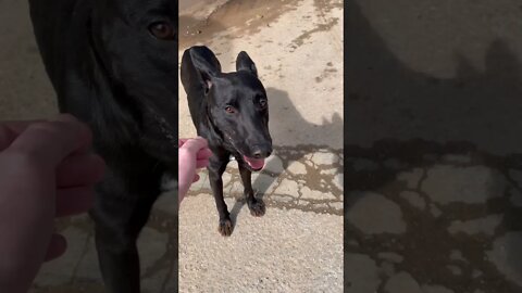 Friendly Doggos in Dominican Republic 🇩🇴