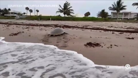 Rare moment on video: Endangered Kemp’s Ridley sea turtle nests near Delray Beach