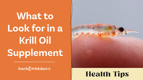 What to Look for in a Krill Oil Supplement