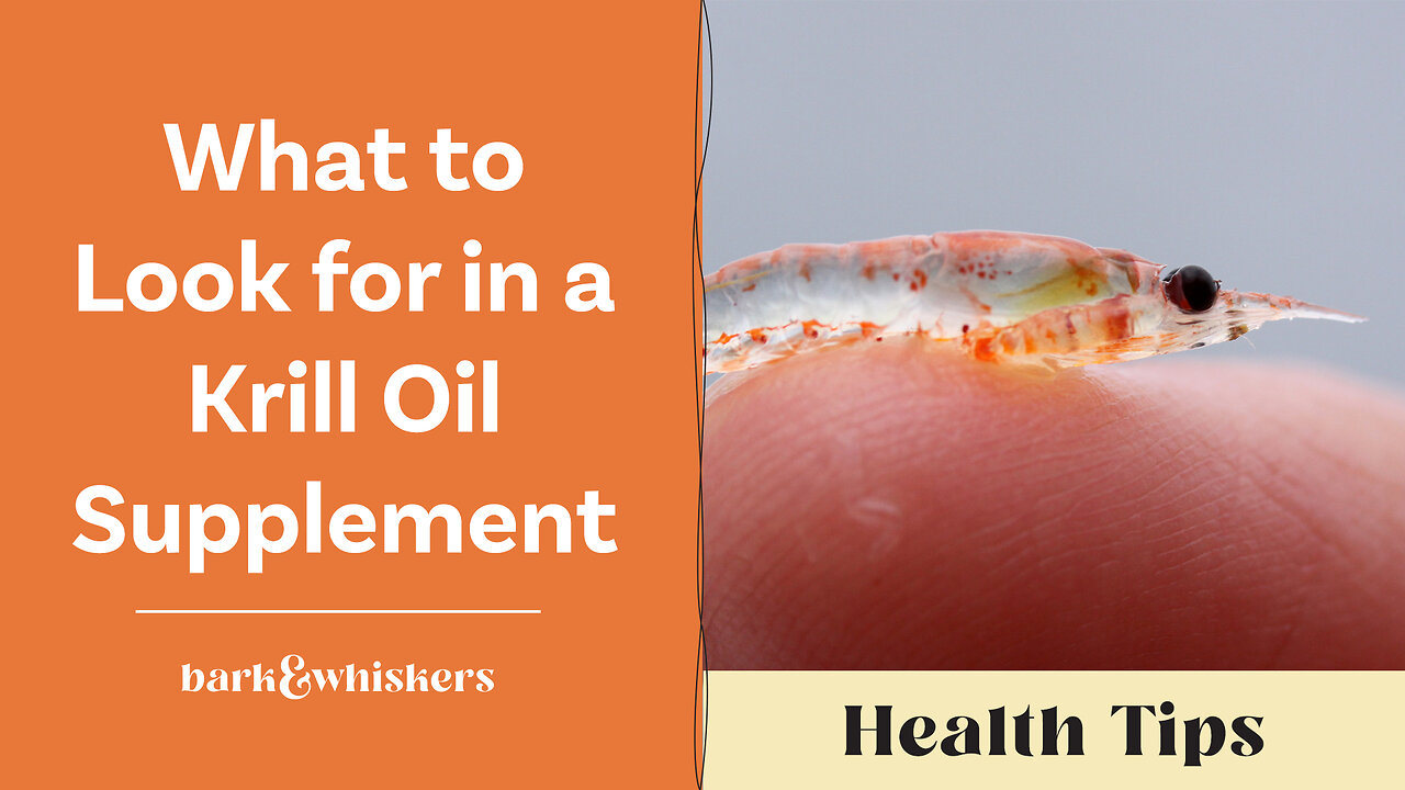 What to Look for in a Krill Oil Supplement