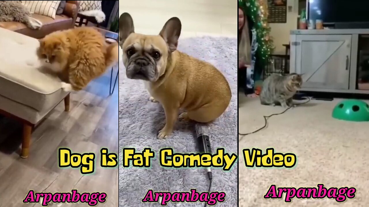 Dog Is Fat Comedy Video ?