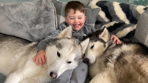 Baby & Huskies Love To Giggle & Cuddle!