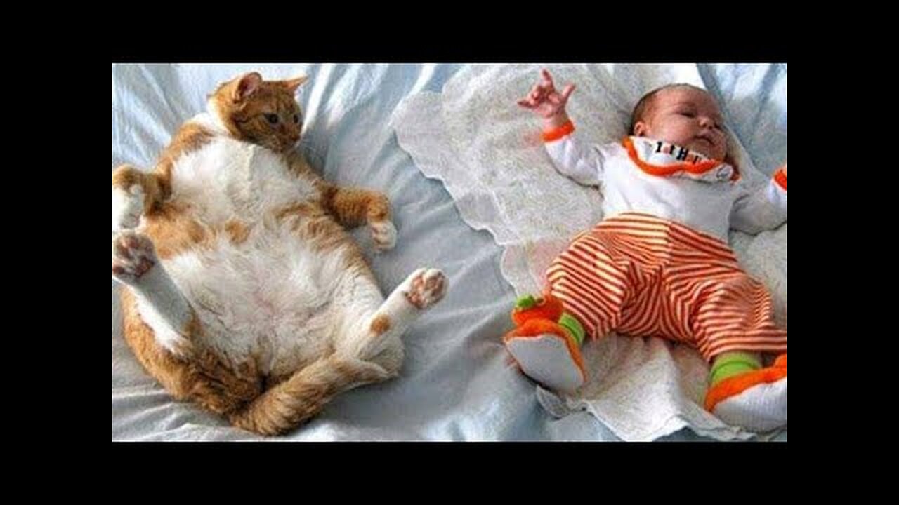 funny animal videos 2022 😂best dogs and cats videos🐱🐱