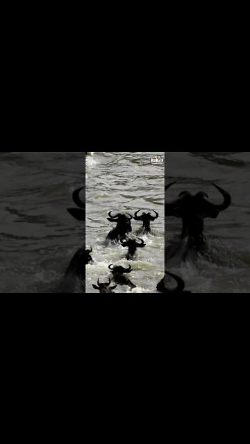 Great Migration River Crossing | Saturday #shorts