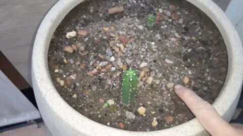 🌵 Receita de Solo Para Cactos Como Fazer Substrato Para Cactos 🌵