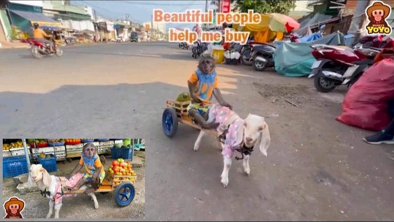 Yoyo takes goat to harvest vegetables sell and help people around