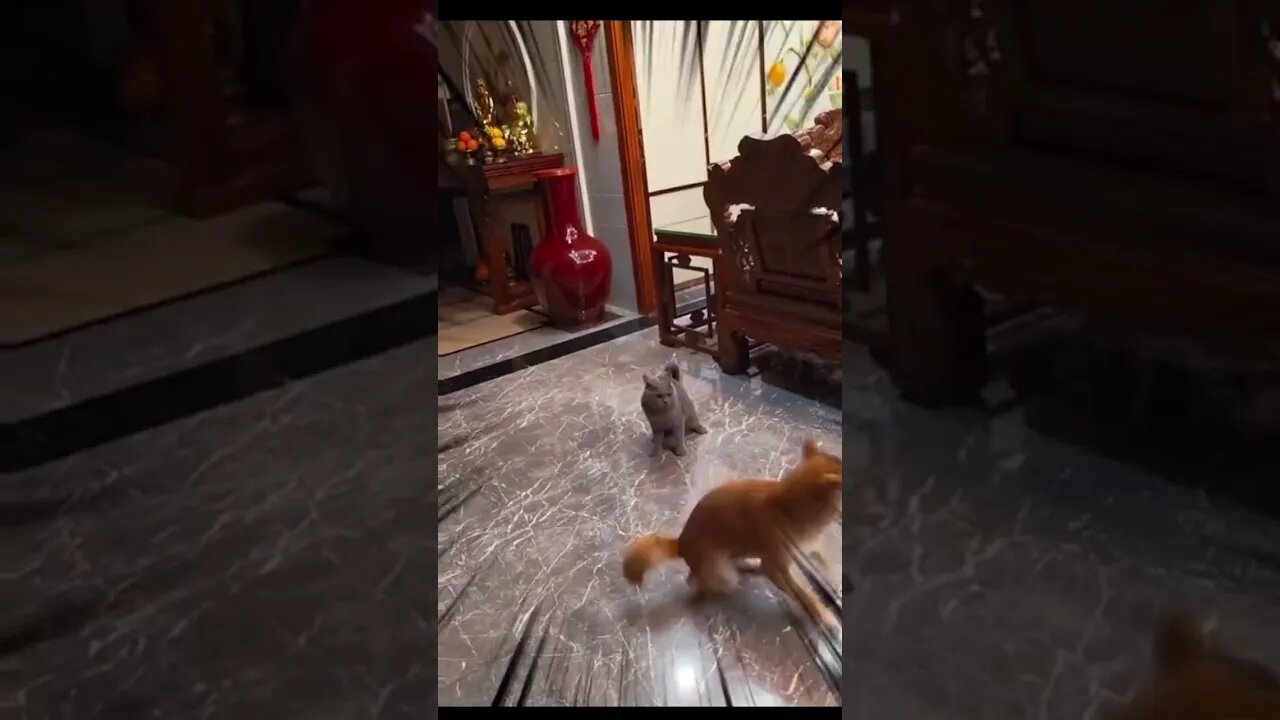 NINJA dog vs CAT #zoobox #funny #funnyanimal #shibainu #dog #cat #nonsense