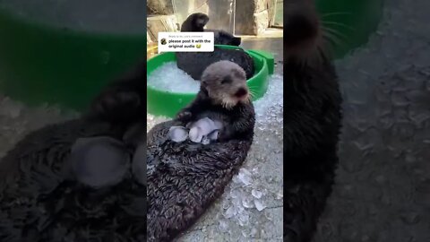 Hit 👍🔔 & SUBSCRIBE for more 🌈🦄🍄🍡🍭🍬🎡🎨🎪😂 #seaotter #funny #animalsoftiktok #funnyanimals