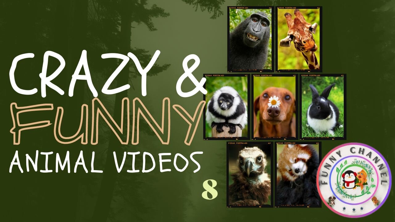 Funny Animals 8 | Funny Channel | Leaves dance