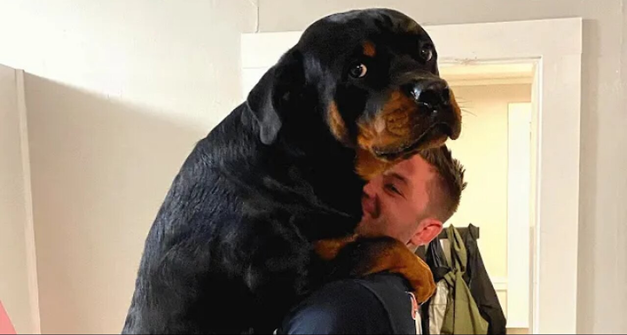 Giant dog just wants to be this guy's baby