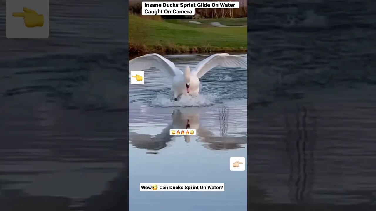 Insane Ducks Sprint Glide On Water Caught On Camera @nahealai #shorts #animals #wildlife #duck