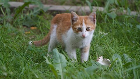 cute cat looking for the Insect .