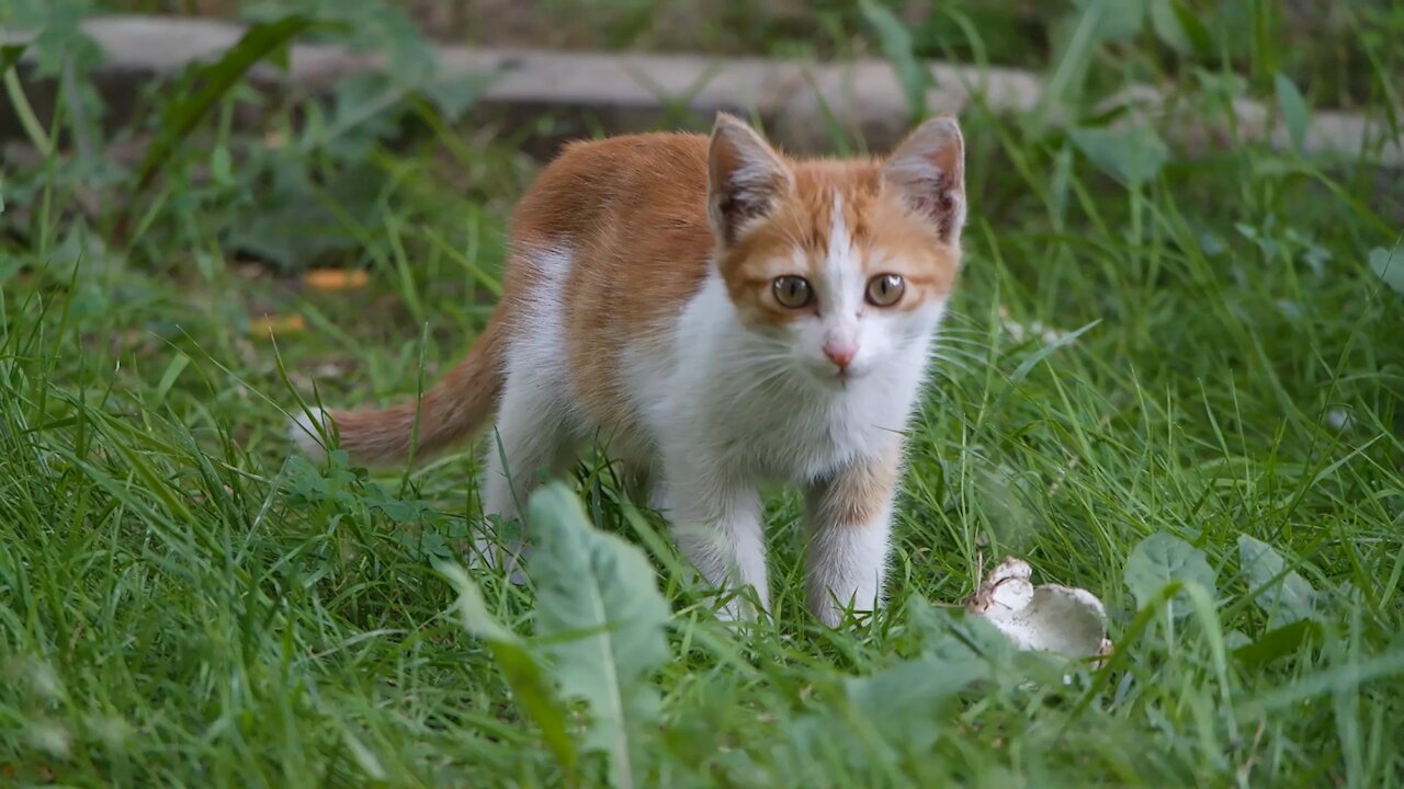 cute cat looking for the Insect .