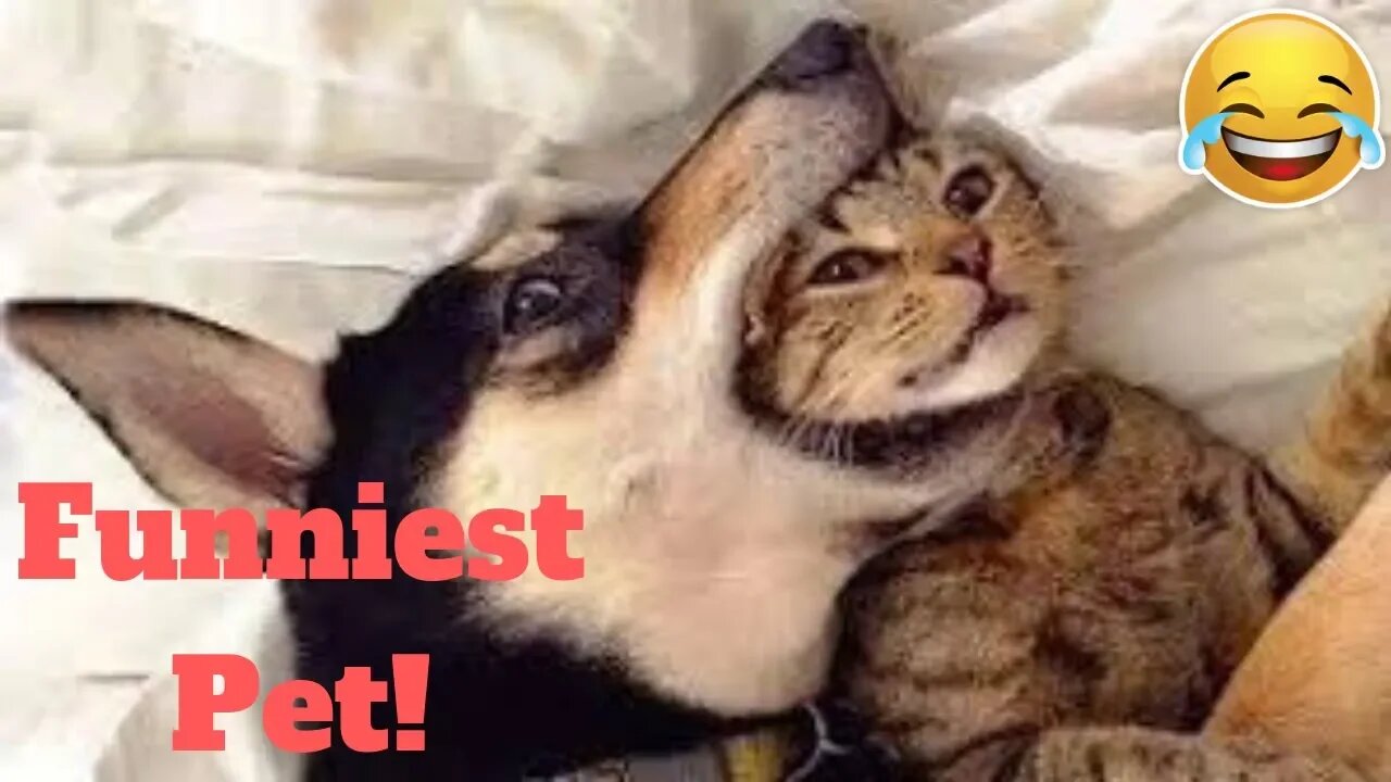 💥TOP Funniest Pet Reactions And Bloopers Viral Weekly LOL😂🙃💥 of 2019_ Funny Animal Videos💥👌