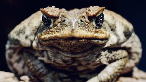 5 Fun Facts About The Cane Toad