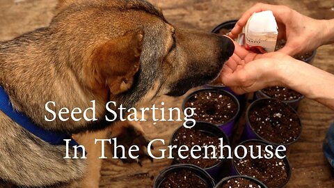 seed starting in the greenhouse